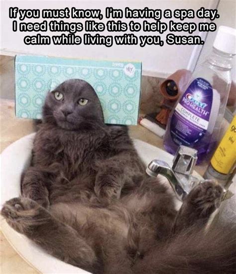 30 Funny Cat Memes That Ll Leave You Smiling The Entire Day