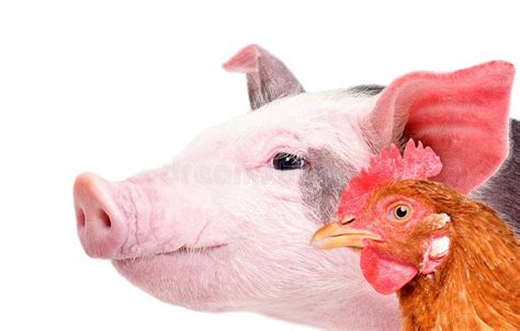 Portrait Of A Pig And Chicken Stock Image Image Of Duck Farming