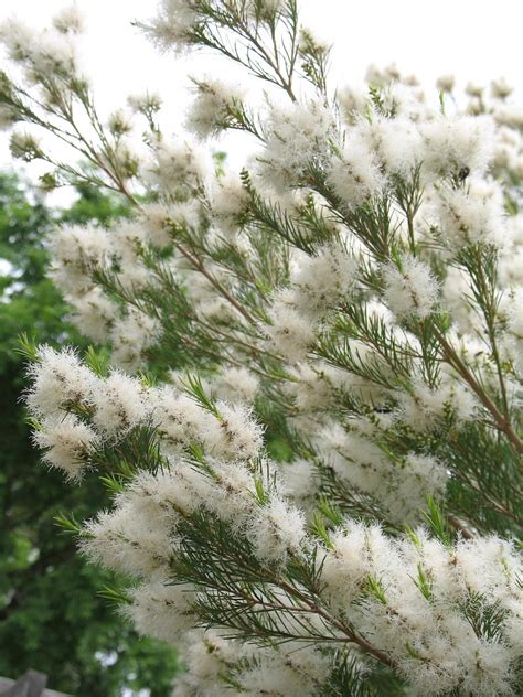 Melaleuca alternifolia - UF/IFAS Assessment - University of Florida ...