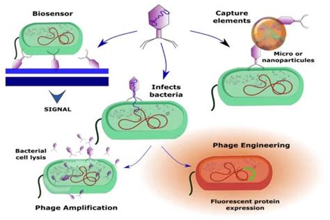 Captured Phage Structure for Biotech Applications - Assignment Point