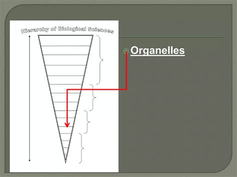 Hierarchy of biology | PPT