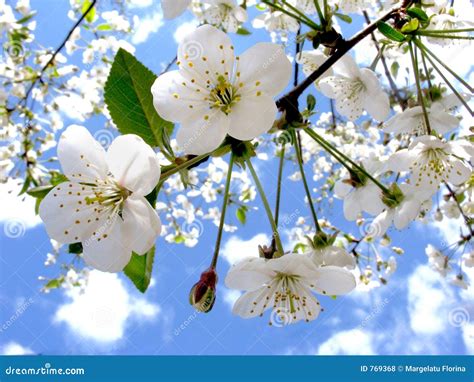 Spring Flowers Stock Photo Image Of Clouds Real Beauty 769368