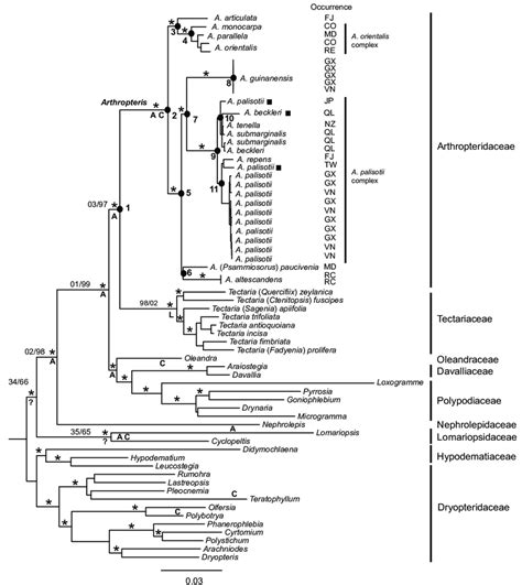 Phylogenetic Hypothesis Obtained From The Maximum Likelihood Analysis