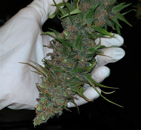 10 Tips And Tricks For Growing Weed Indoors Grow Weed Easy