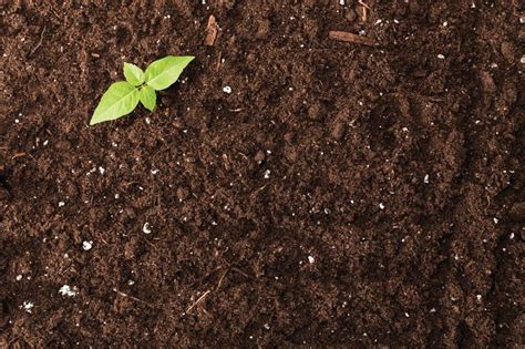 soil   gateway  eliminating toxins natural nutmeg magazine artofit