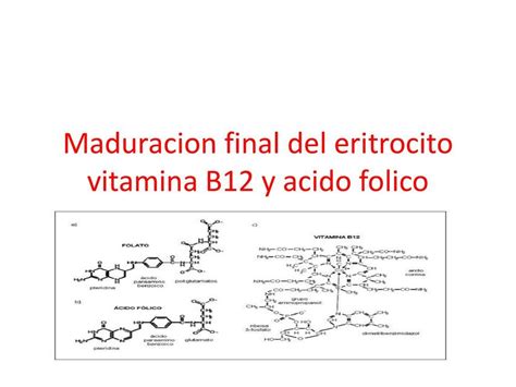 Maduracion Final Del Eritrocito Futuramedica Encolores Udocz