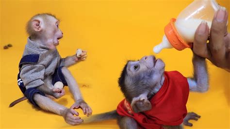 Baby Monkey Jojo And Peypey Drink Milk And Eating Fruit Monkey