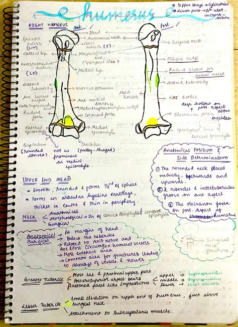 Osteology Humerus Cute Text Quotes Medical Anatomy Humerus Bone