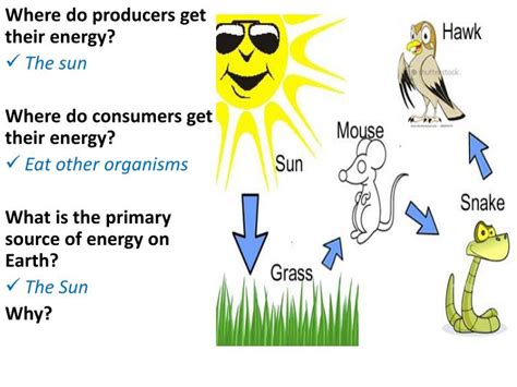 Ppt Aim How Do Plants And Animals Depend On Each Other And Their