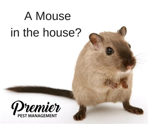 How To Avoid Mice In Your Home