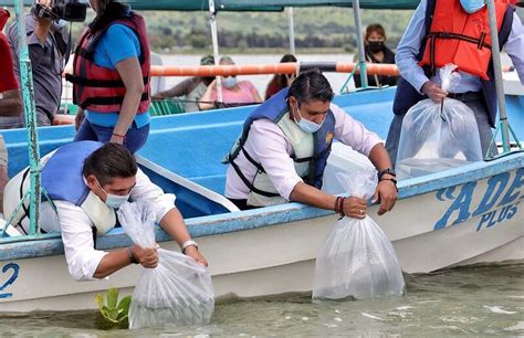 Lago De Chapala Recibe Siembra De Mil Cr As De Pescado Blanco