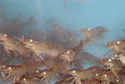 Cara Budidaya Lobster Air Tawar Panduan Lengkap