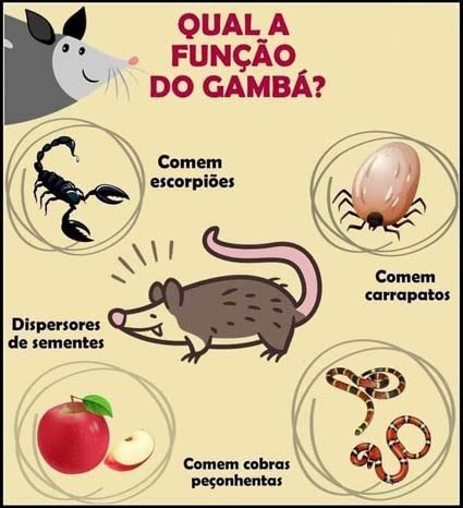 Gamba Se Alimenta De Que