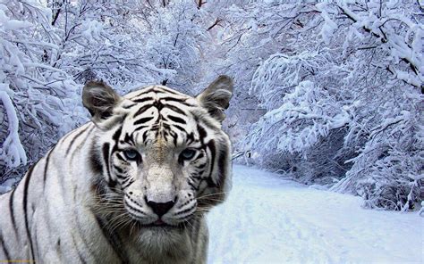 White Tiger In Snow wallpaper | animals | Wallpaper Better