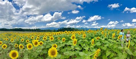 Tsunan Sunflower Plaza” in full bloom. Starts on August 1! First field ...