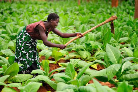 Malawi S Preliminary Report For Tobacco Volume Up By The