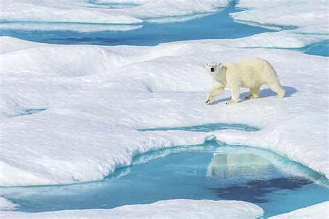 A Polar Bear Ursus Maritimus Wanders Past Pools Of Water