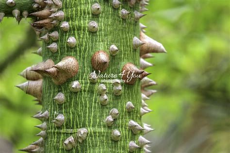 Silk Floss Tree Everglades Nature4you Photography