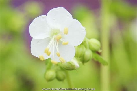 Geranium Macrorrhizum White Ness • The Hardy Geranium Nursery