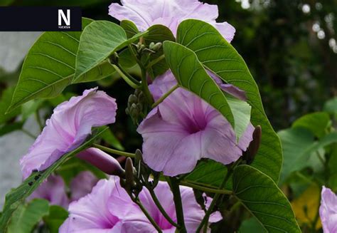 Aumenta el catálogo de plantas endémicas