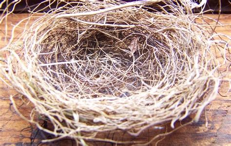 How To Cope With Empty Nest Syndrome Chemistrywalk20