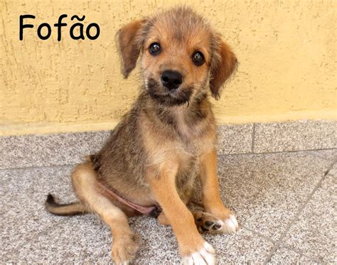 Tr S Filhotes Fofos De Cachorro Para Voc Veja S O Paulo