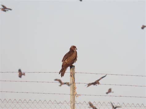 Israel Breeding Bird Atlas Checklist 28 Feb 2022 Tovlan Landfill