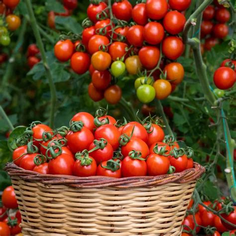 How Coffee Grounds Egg Shells Help Tomato Plants