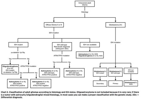 Classification Of Adult Gliomas According To Histology And Idh Status