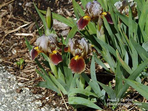 Dwarf Iris | Plants To Grow Plants Database by Paul S. Drobot