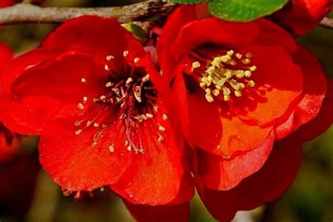 10 Beautiful Red Flowering Trees Urban Garden Gal