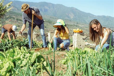 Jovem Casal Feliz Trabalhando Juntos Colhendo Frutas E Legumes Frescos