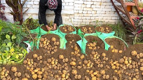 The Easiest Way To Grow Potatoes At Home Grow Potatoes In Plastic