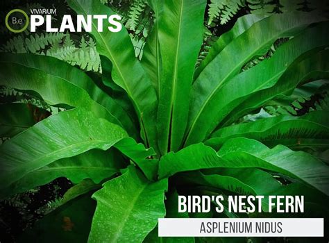 Asplenium Nidus Bird S Nest Fern Care Guide Vivarium Plants