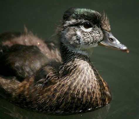 Juvenile Female Wood Duck Bonnie Shulman Flickr