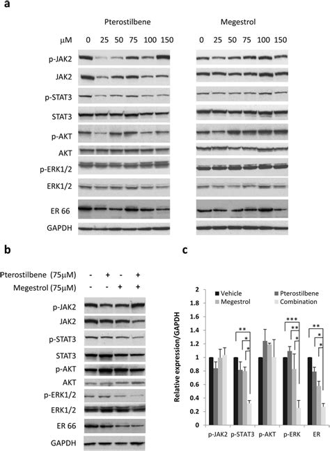 Effect Of Pterostilbene PTE And Megestrol Acetate Megestrol On The