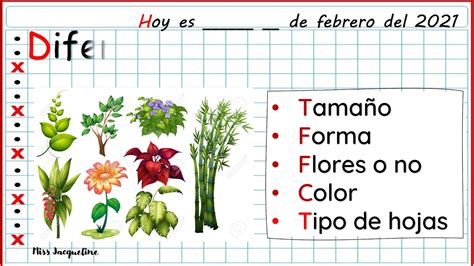 En Que Se Parecen Las Plantas Para Niños Ciclos De Vida De Plantas Y