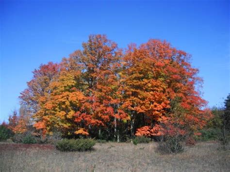 Experience a Virtual Fall Color Tour in Leelanau County [PHOTOS]