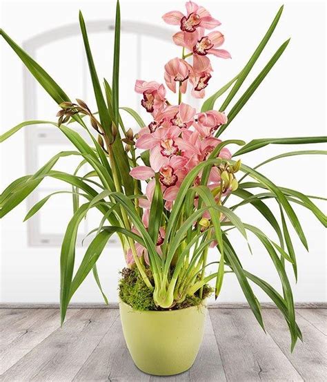 Details 48 Comprar Cymbidium Abzlocal Mx