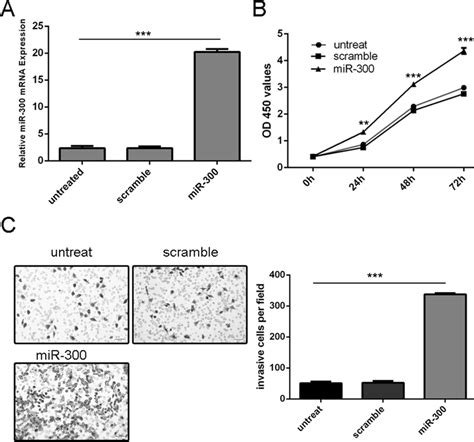 Over Expression Of Mir 300 Promoted Cell Growth And Invasion A