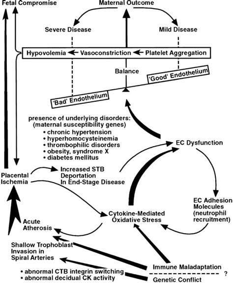 Etiology And Pathogenesis Of Preeclampsia Current Concepts American