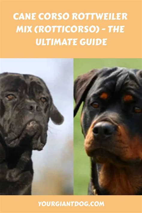 Two Black And Brown Dogs With The Words Cane Corso Rottweiler Mix Crotti