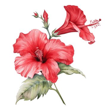 Red Hibiscus Flower Buds Side View Watercolor, Watercolor, Hibiscus ...