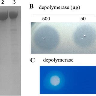 Expression Purification And Identification Of The Recombinant