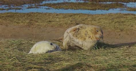 Breeding season for Atlantic Grey seals, newborn pups with white fur ...