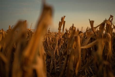 Argentina Lanza El Dólar Agro Para Incentivar A Los Productores A Liquidar Cosechas