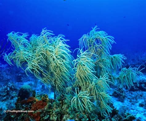 The Right Blue Sea Plumes In The Caribbean