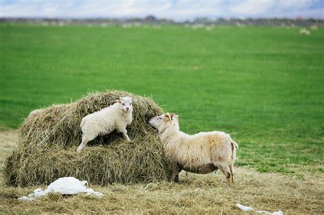 Sheep Grazing In A Large Green Field By Stocksy Contributor Laura