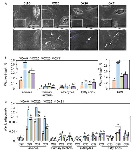 AP2 DREB Transcription Factor RAP2 4 Activates Cuticular Wax