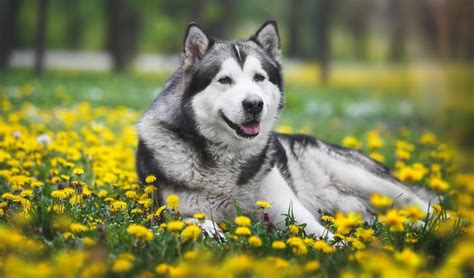 Some of the Oldest Dog Breeds Are Thousands of Years Old